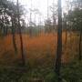 herbst_im_lienzingerfilz.jpg